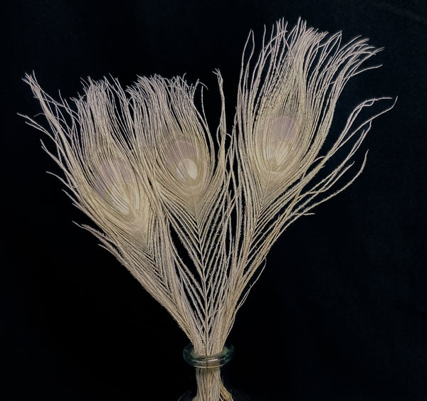 White peacock feathers - 10 in