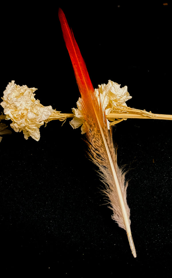 Golden red pheasant medium feathers - 6 to 8 in 