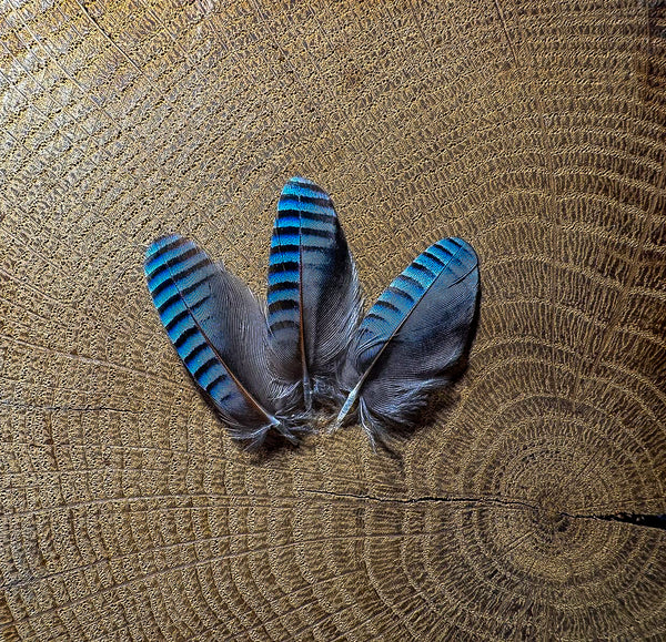 Sky Blue European Jay Feathers 1.2 to 1.6 in