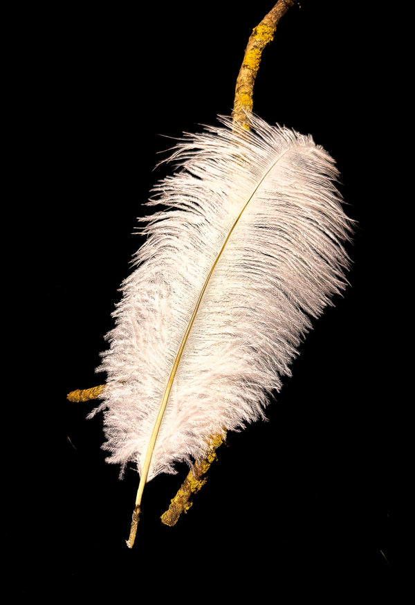 White ostrich feathers - 13 to 16 in