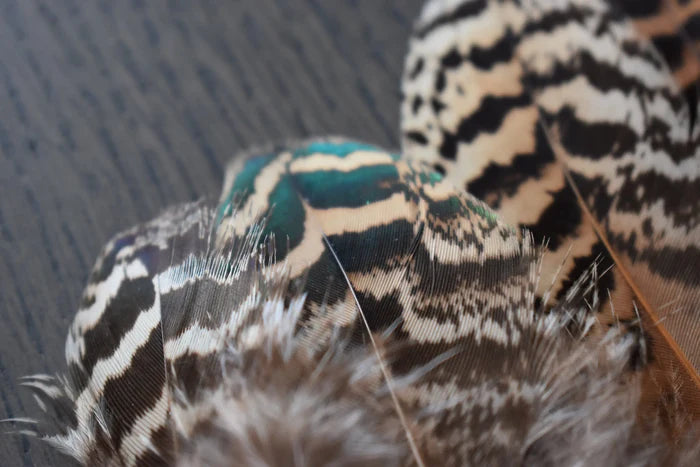 Beige and black peacock feathers