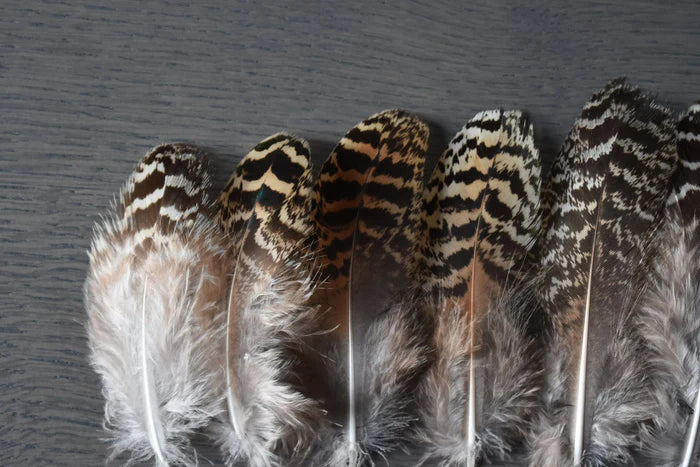 Beige and black peacock feathers