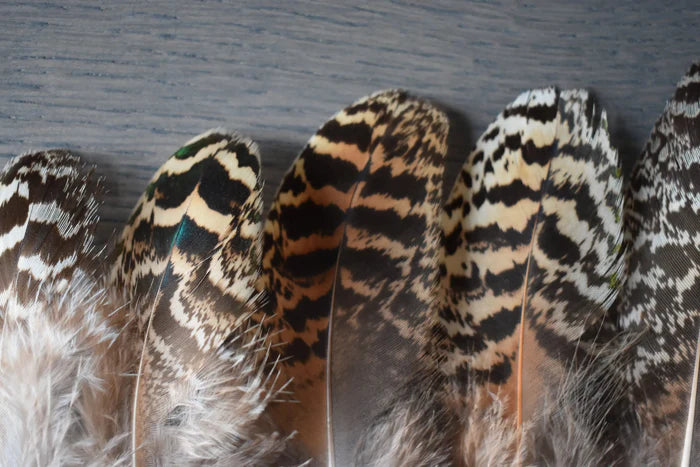 Beige and black peacock feathers