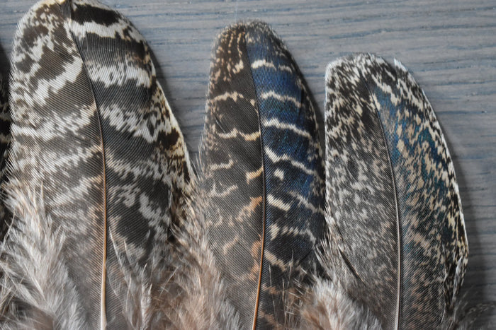 Beige and black peacock feathers