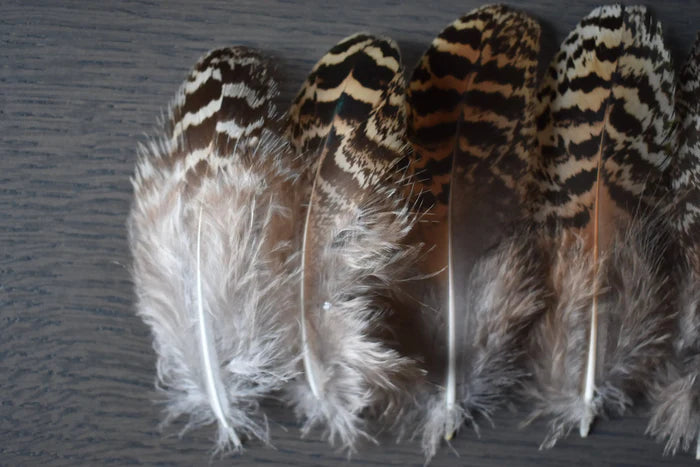 Beige and black peacock feathers