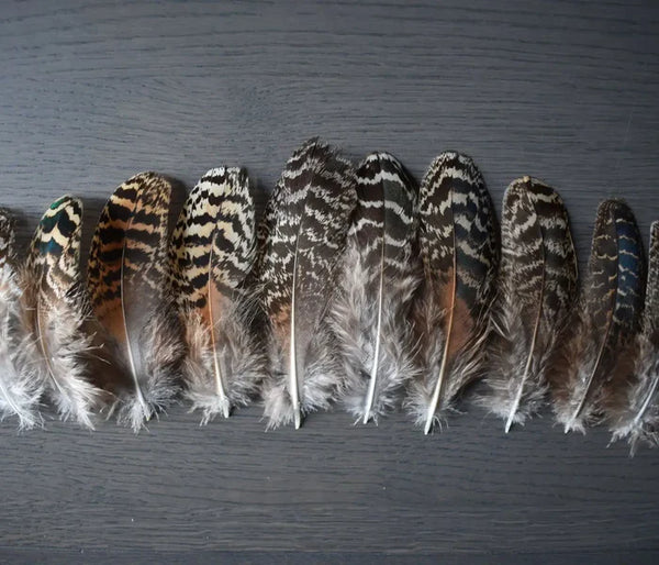 Beige and black peacock feathers