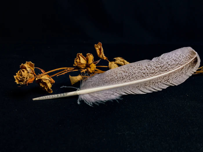 Beige and brown turkey feathers