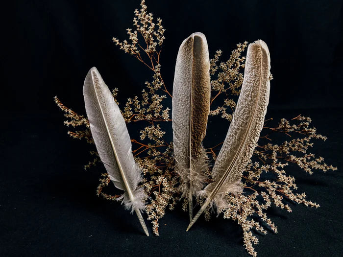 Beige and brown turkey feathers