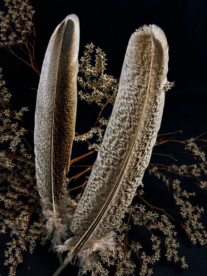 Beige and brown turkey feathers