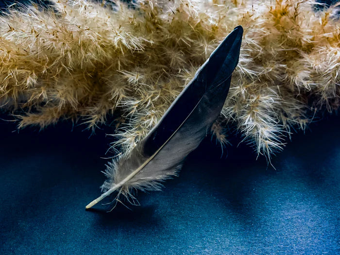 Black, gray, and white duck feathers 