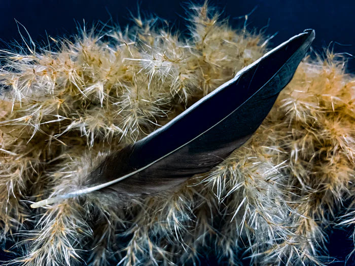 Black, gray, and white duck feathers 