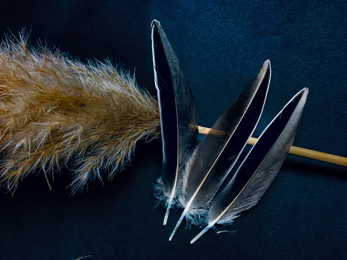 Black, gray, and white duck feathers 