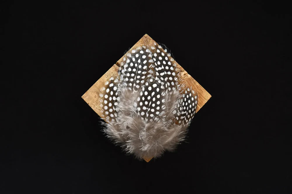 Black guinea fowl feathers white spots - 2 to 4 in