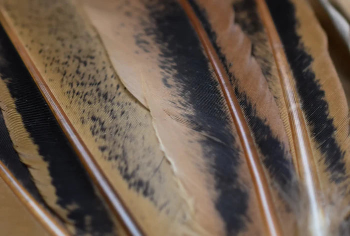 Black and orange hen wing feathers