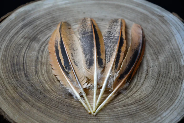 Black and orange hen wing feathers