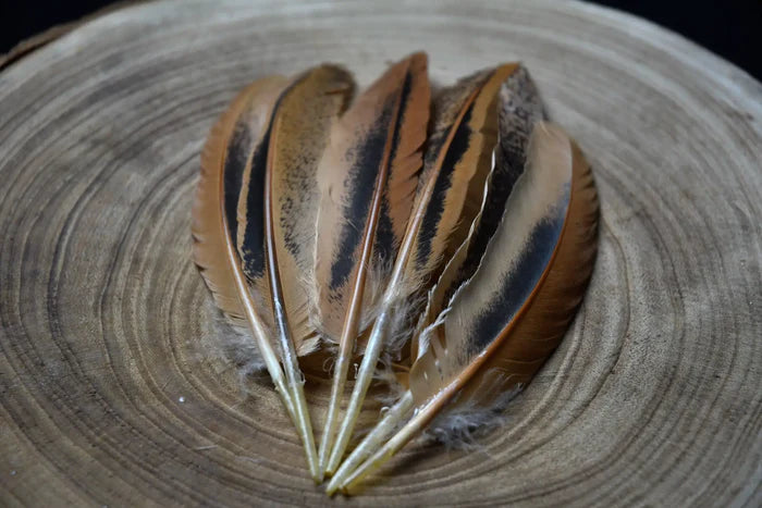 Black and orange hen wing feathers