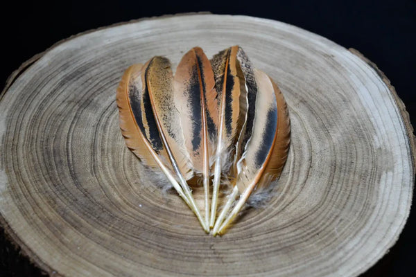 Black and orange hen wing feathers