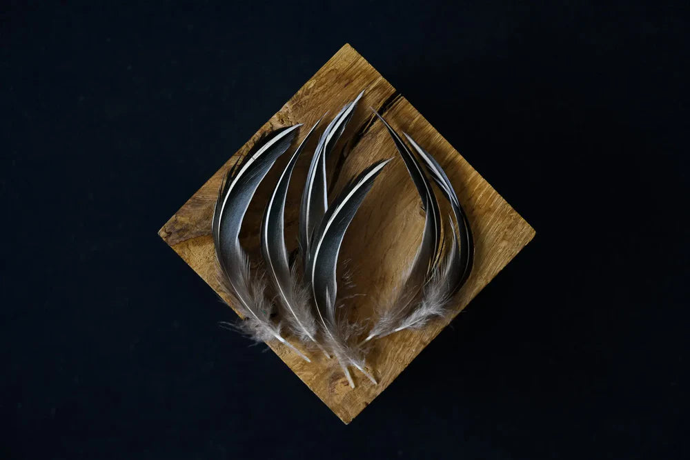 Black and white duck feathers