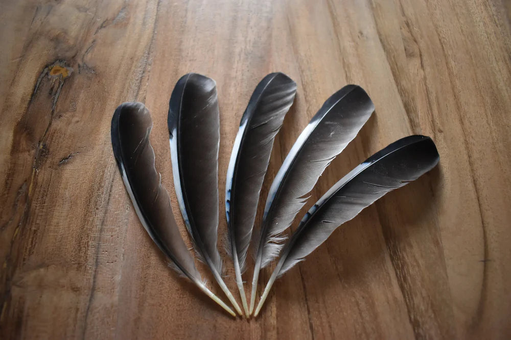 Black and white jay feathers