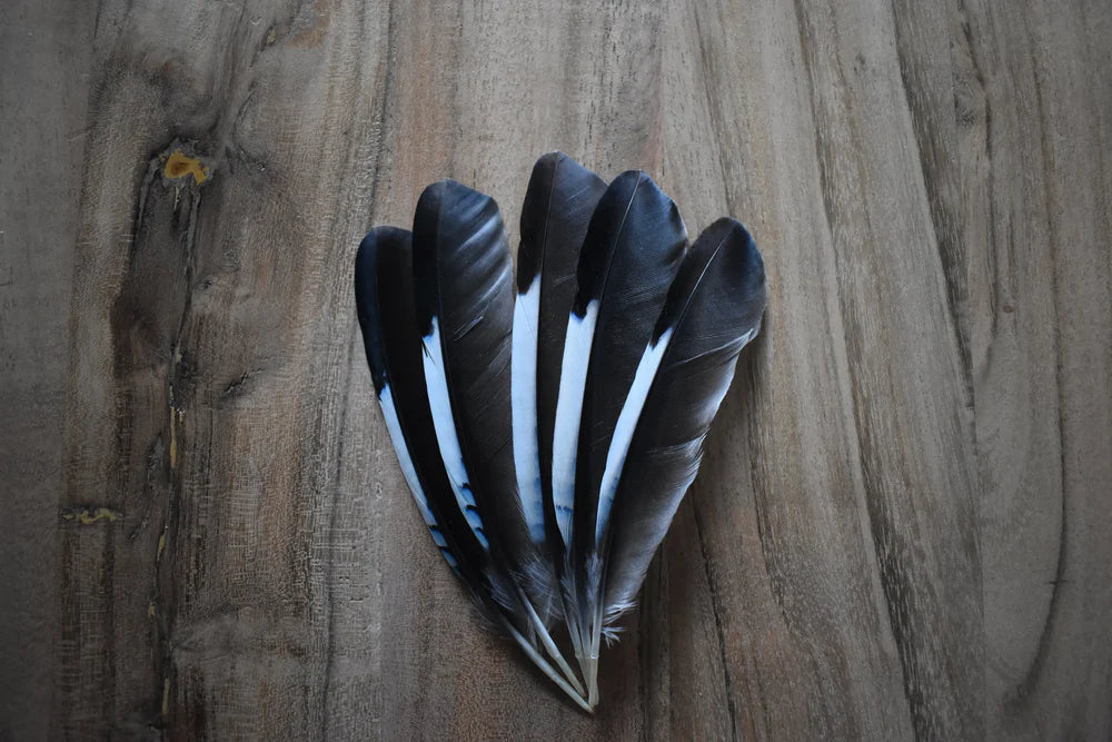 Black and white jay feathers