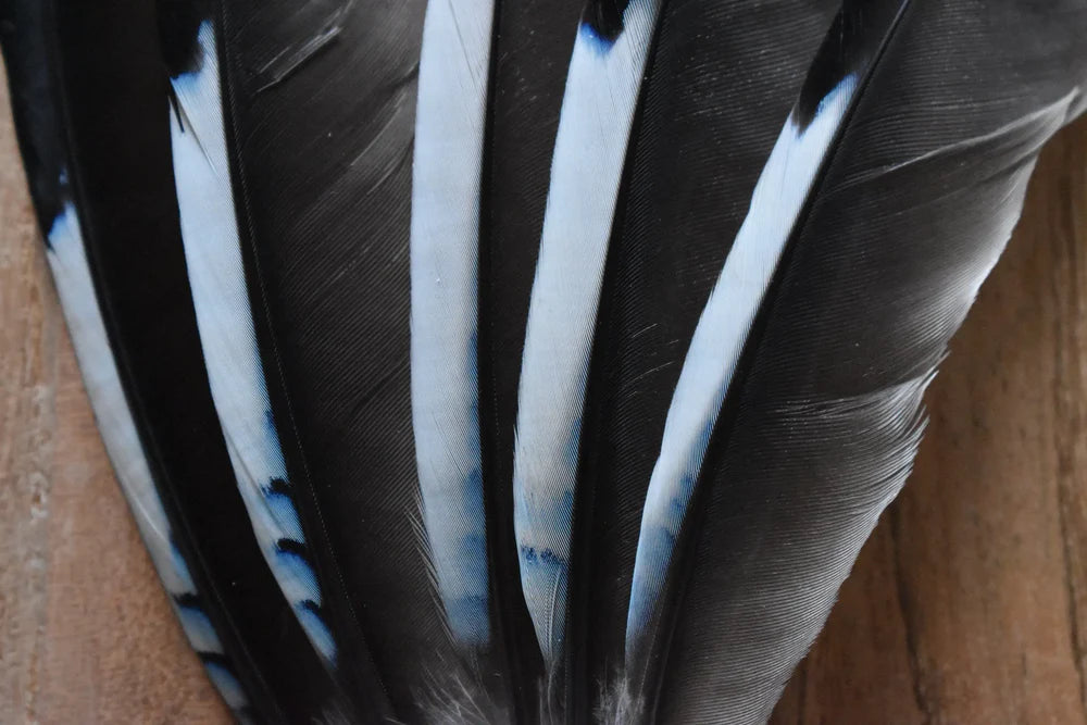 Black and white jay feathers