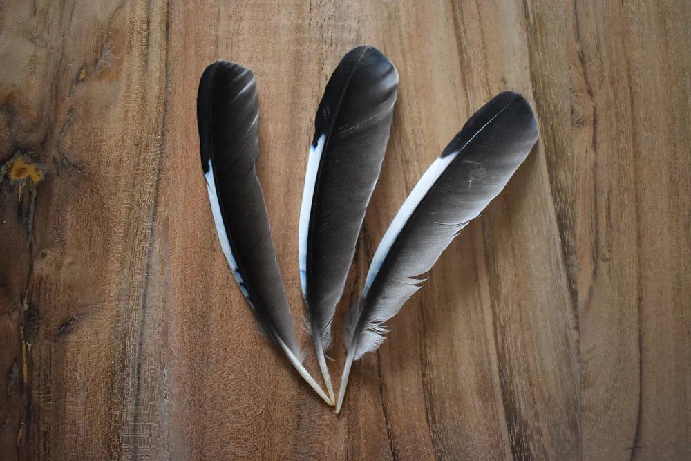 Black and white jay feathers