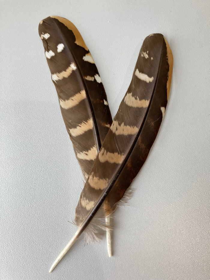 Black and white venerable pheasant feathers - 6 to 7 in