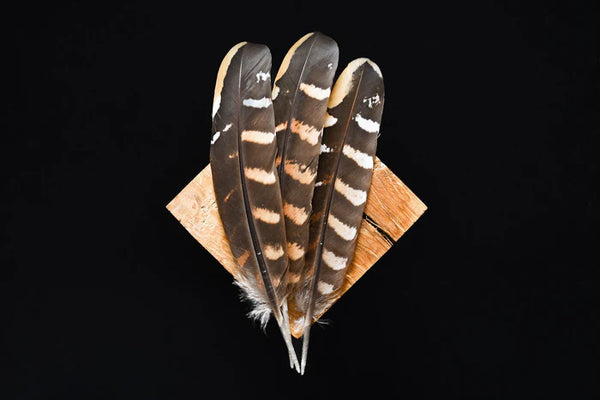 Black and white venerable pheasant feathers - 6 to 7 in