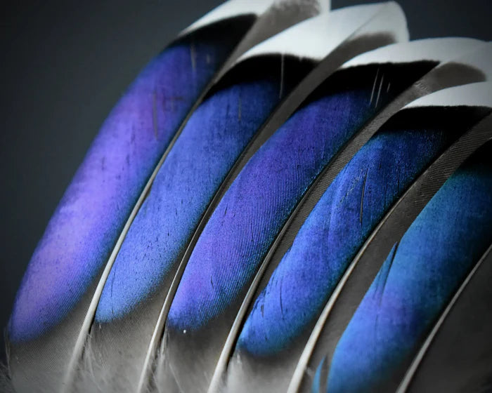 Blue mallard duck feathers