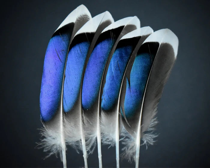 Blue mallard duck feathers