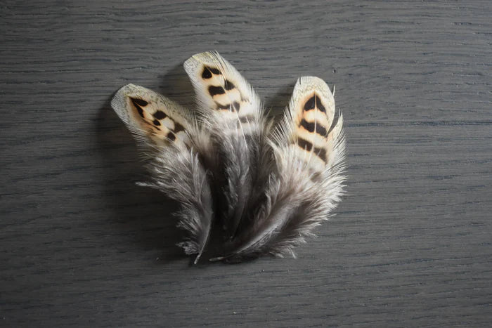 Brown and beige common pheasant feathers - 2 to 4 in