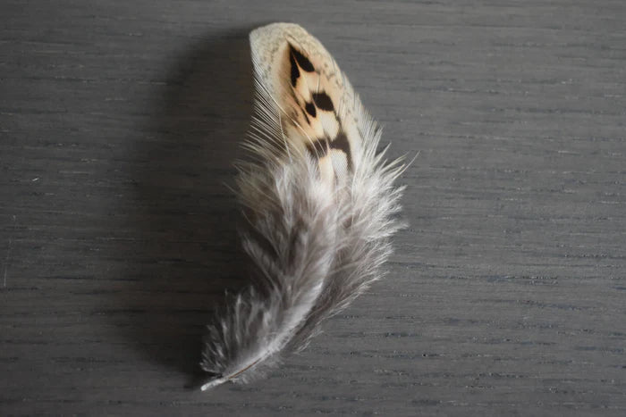 Brown and beige common pheasant feathers - 2 to 4 in