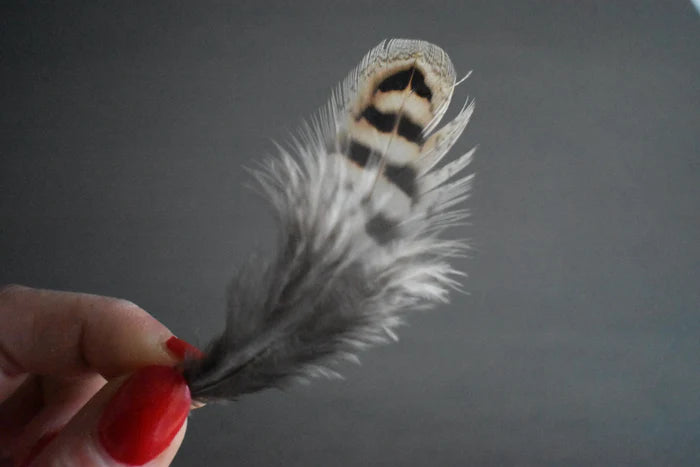 Brown and beige common pheasant feathers - 2 to 4 in