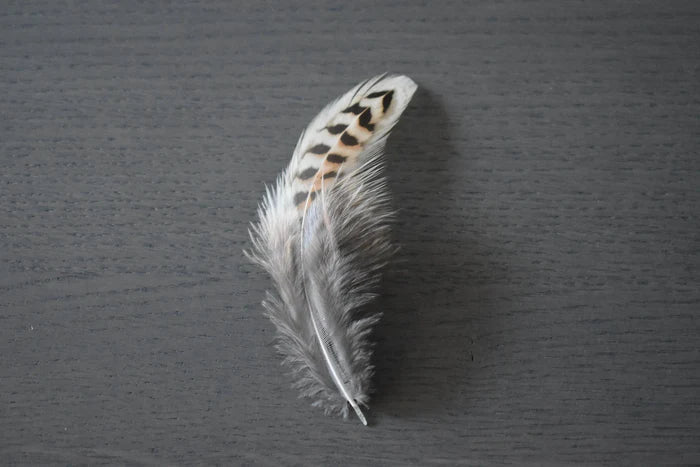 Brown and beige common pheasant feathers - 2 to 4 in