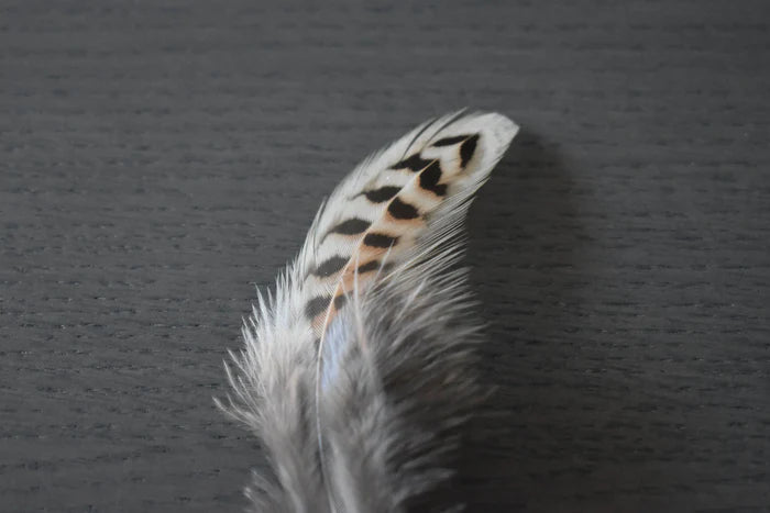 Brown and beige common pheasant feathers - 2 to 4 in