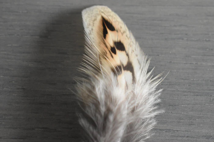 Brown and beige common pheasant feathers - 2 to 4 in