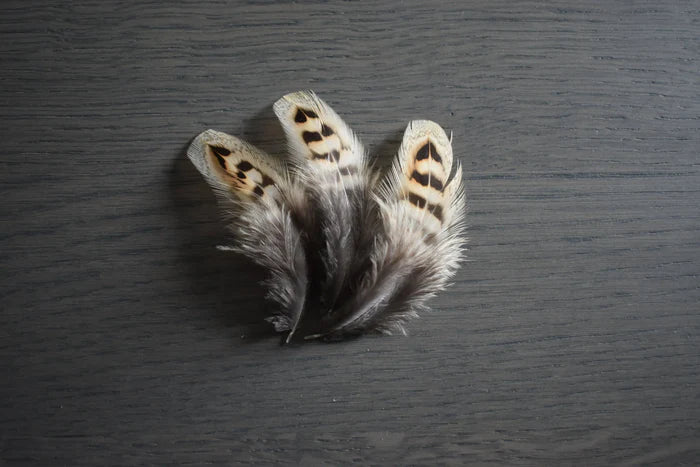 Brown and beige common pheasant feathers - 2 to 4 in