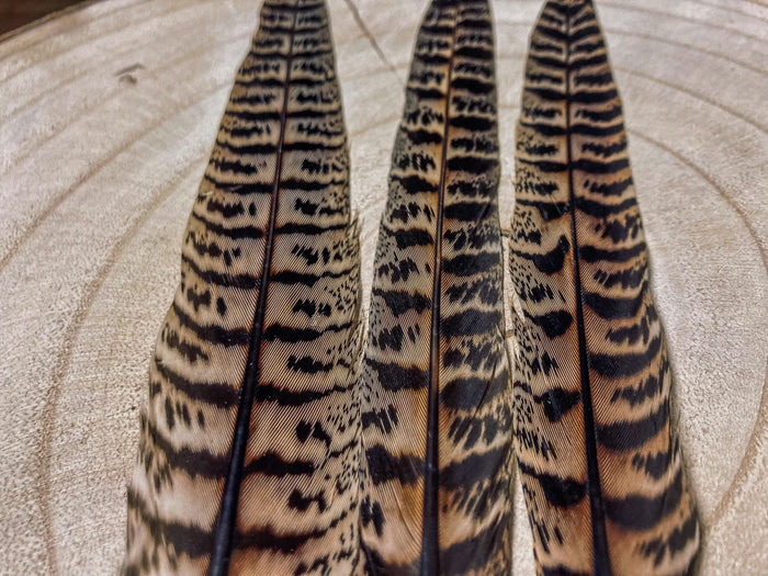 Brown and black common pheasant feathers - 7 to 10 in