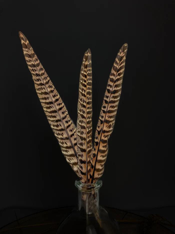 Brown and black common pheasant feathers - 7 to 10 in