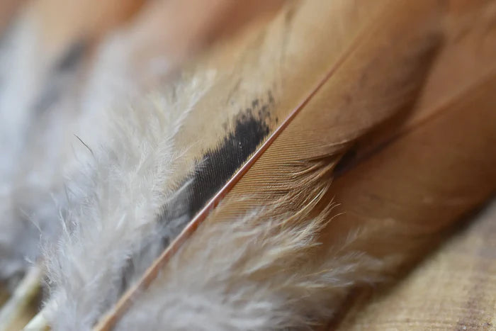 Brown and black hen feathers