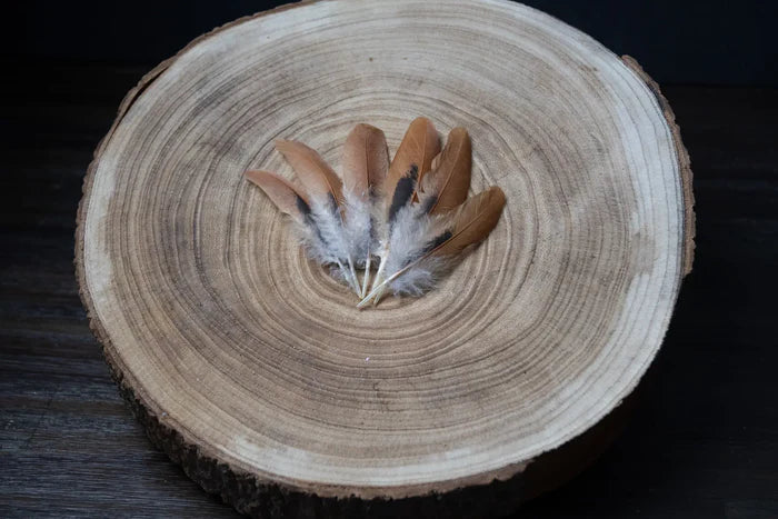 Brown and black hen feathers