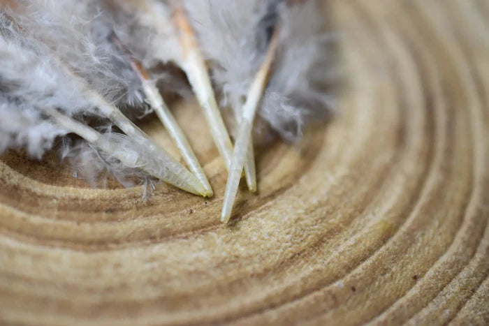 Brown and black hen feathers