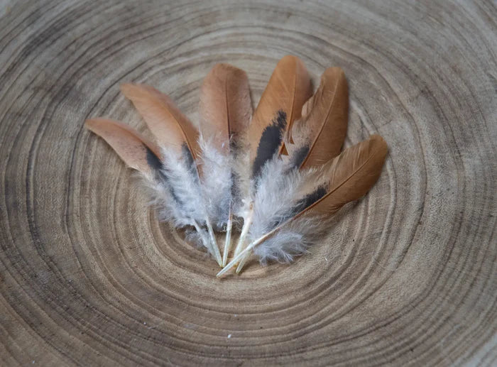 Brown and black hen feathers