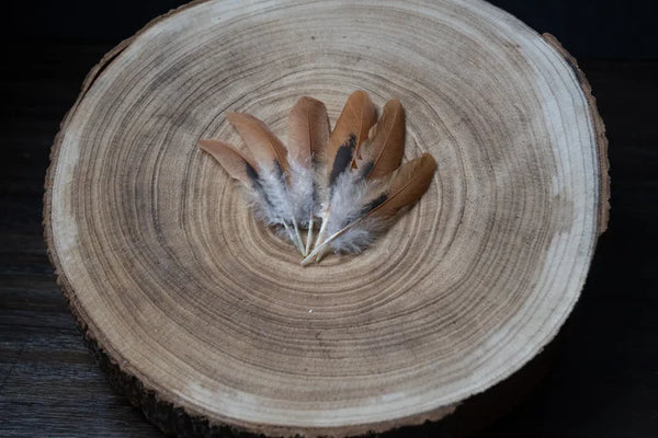 Brown and black hen feathers