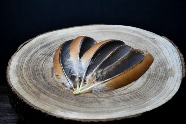 Brown and black hen wing feathers 