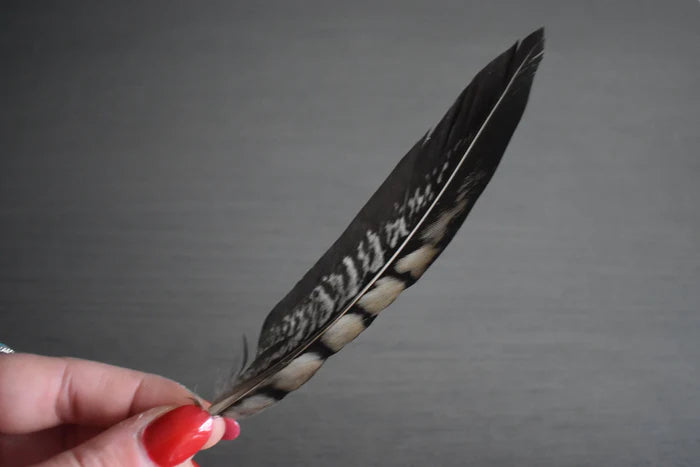 Chocolate venerable pheasant feathers