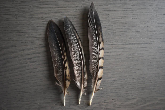 Chocolate venerable pheasant feathers