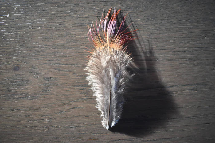 Common pheasant feathers - 2 in