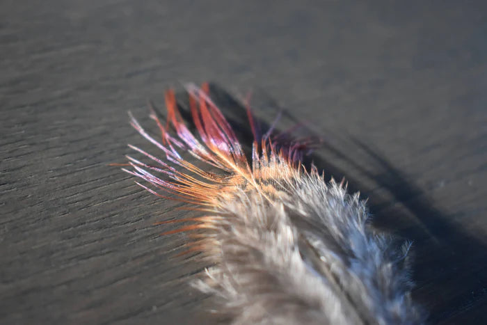 Common pheasant feathers - 2 in