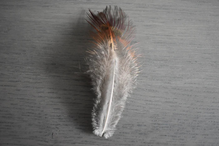 Common pheasant feathers - 2 in